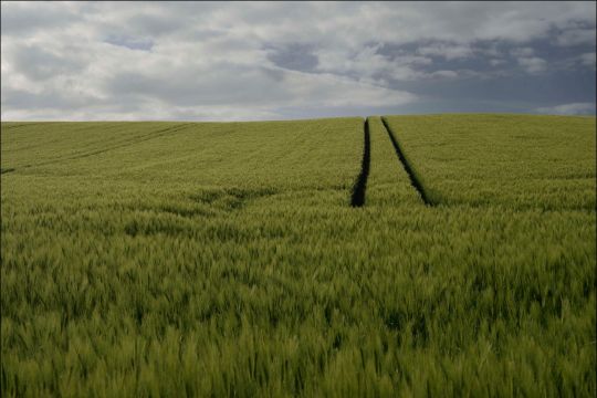 Ein Getreidefeld mit Spurrillen