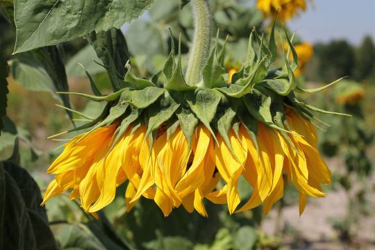 Traurige Sonnenblume