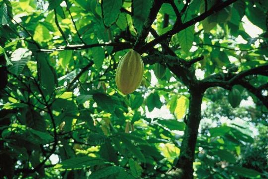Kakaofrucht an einem Kakaobaum