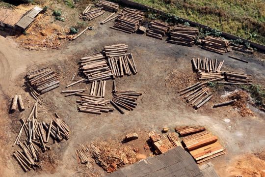 Illegal geschlagenes Holz in einer versteckten Siedlung