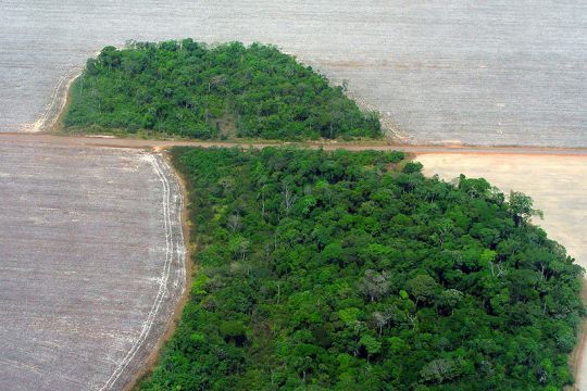 Luftaufnahme: Übrig gebliebenes hakenförmiges Stückchen Regenwald in einem Baumwollfeld im Nordwesten des brasilianischen Bundesstaates Mato Grosso.
