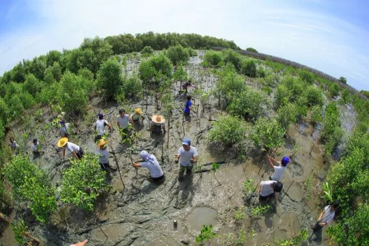 Wiederherstellung von Mangrovenwald durch Freiwillige 2014 in Samut Sakhon am Golf von Thailand.