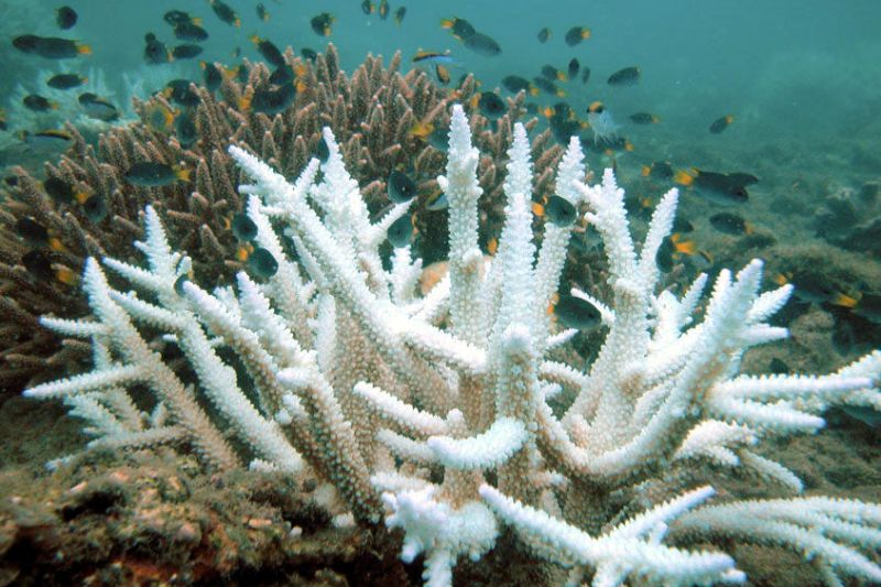 Ausgeblichene Korallen im Riff.