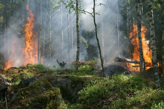 In einem Birkenwald lodern an zwei Stellen hohe Flammen.