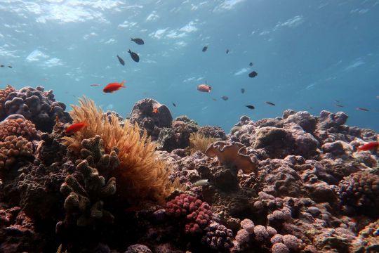 Ausgebleichte Korallen im Great Barrier Reef.