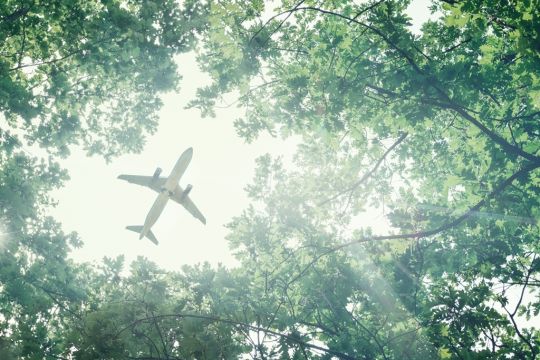 Aufnahme von unten durch grüne Bäume in den Himmel – genau in einer Lücke zwischen den Baumwipfeln ist ein Flugzeug zu sehen.