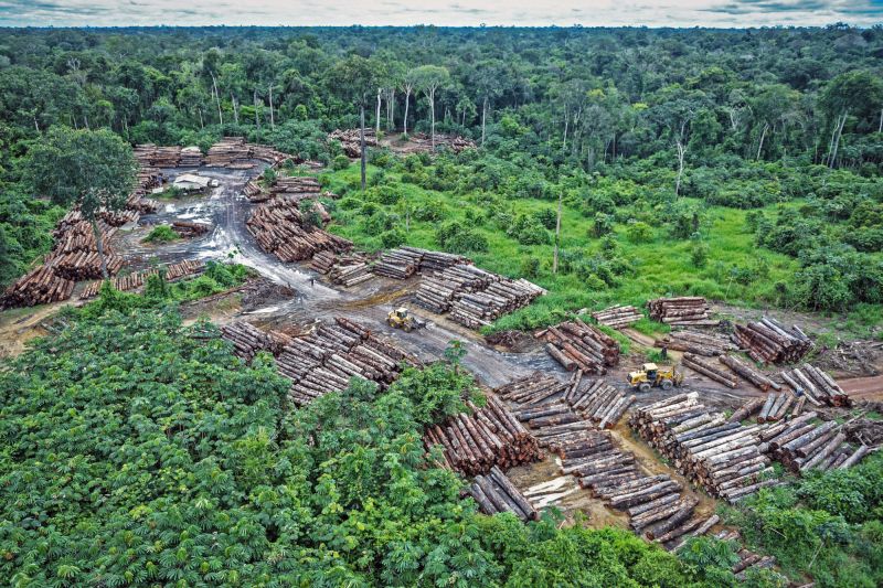 Luftaufnahme: Geschlagene Stämme liegen aufgestapelt im Amazonas-Regenwald.