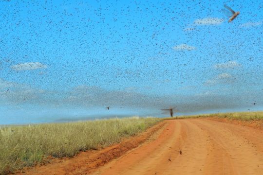 Heuschrecken-Schwarm über einem Feld in Madagaskar.
