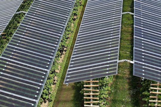 Mit Solarpeneelen überdachte Reihen von Himbeersträuchern in einem niederländischen Gartenbaubetrieb unweit von Kleve.