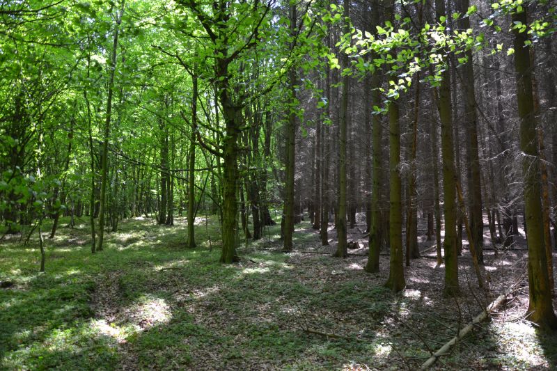 Sonnenlicht fällt in einem Laubwald und einen daran anschließenden Nadelwald.