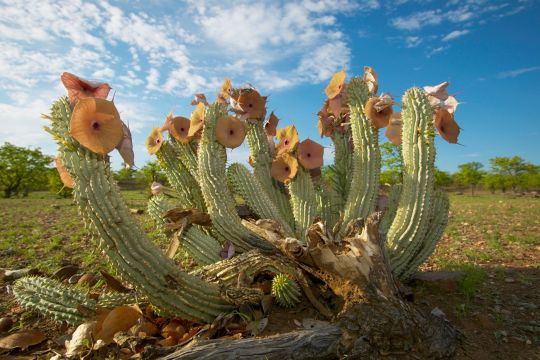 Blass-orange blühender Hoodia-Kaktus, bei dem sich etwa ein Dutzend Sprosse von einer Stelle am Boden verzweigen.