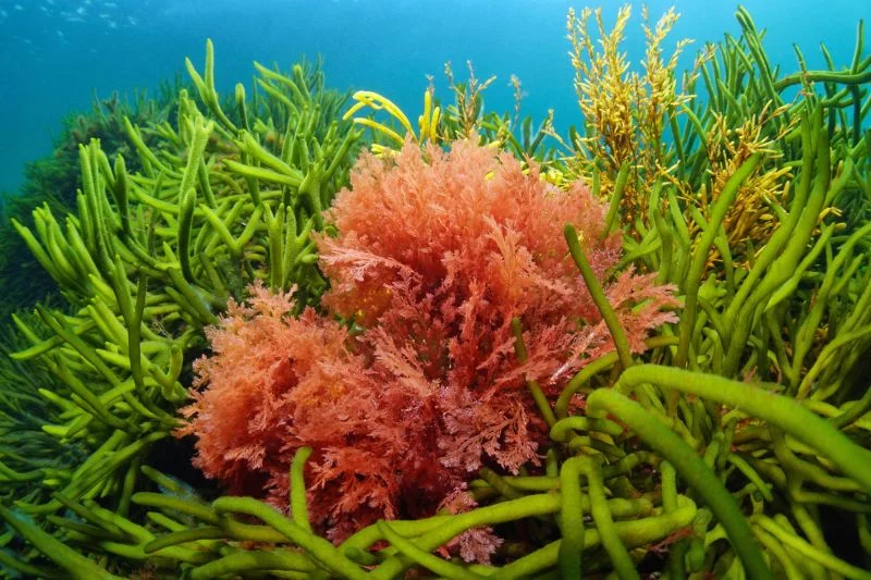 Eine rote Alge zwischen mehreren grünen Markoalgen auf dem Meeresgrund.