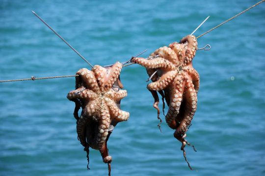 Tintenfische zum Trocknen auf der Leine