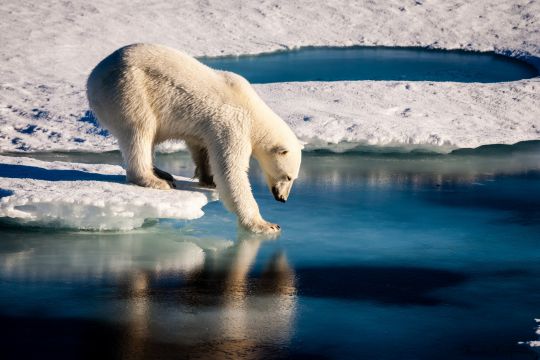 Eisbär