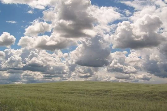 Riesiges Getreidefeld bis zum Horizont unter hellem, wolkenreichem Himmel.