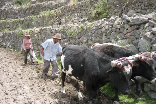 Bauern säen Mais auf einem Terrassenfeld mithilfe von Ochsen.