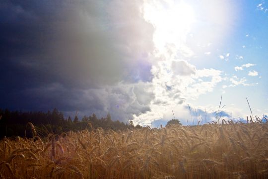 Über einem Getreidefeld braut sich ein Unwetter zusammen.