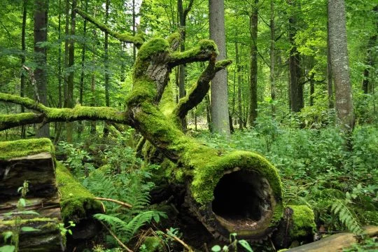 Białowieża-Urwald