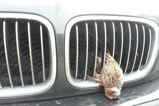 Toter Vogel hängt am Kühlergrill eines Autos.