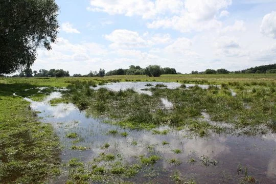 Wasser steht auf einer Wiesenlandschaft im Nationalpark Unteres Odertal.