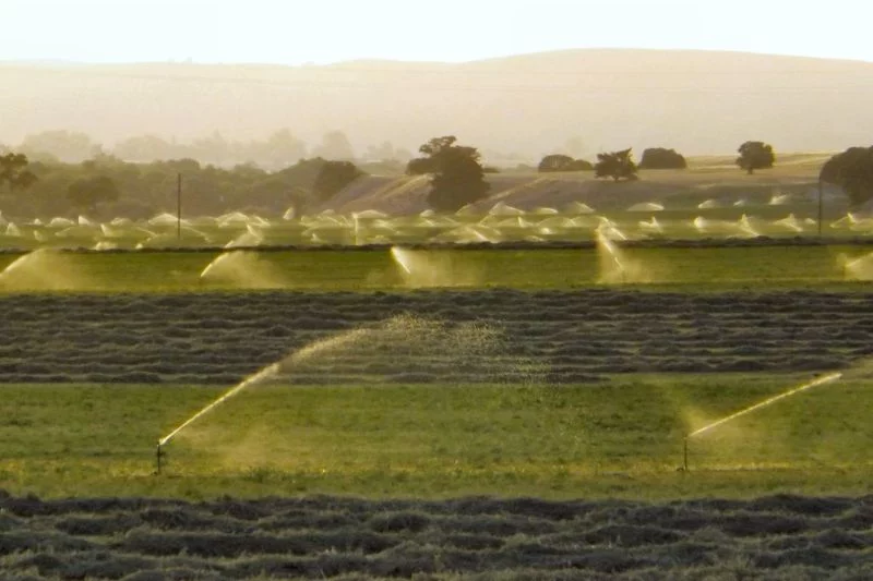 Zahlreiche Wassersprenger auf einem grünen Feld.