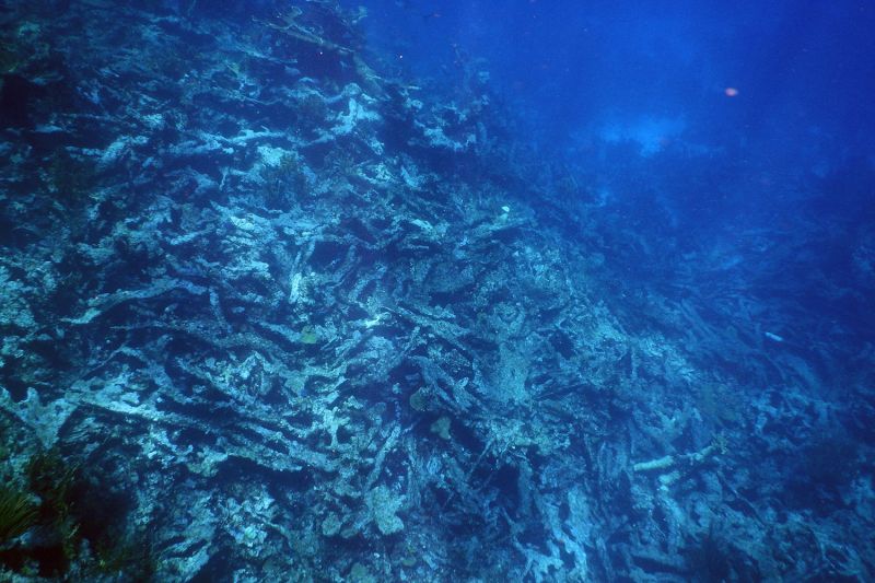 Abgestorbenes Korallenriff nahe den Virgin Islands in der Karibik.