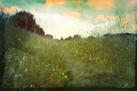 Fotografie einer Blumenwiese.