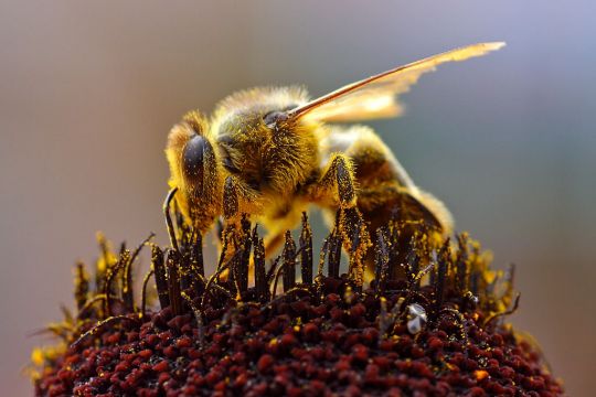 Hier ist eine Biene zu sehen, die auf einer Blüte Pollen sammelt