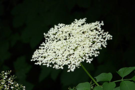 Die weißen Blüten des Schwarzen Holunders.