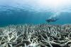 Korallenbleiche: Ein Taucher gleitet über die abgestorbenen, ausgebleichten Korallen.