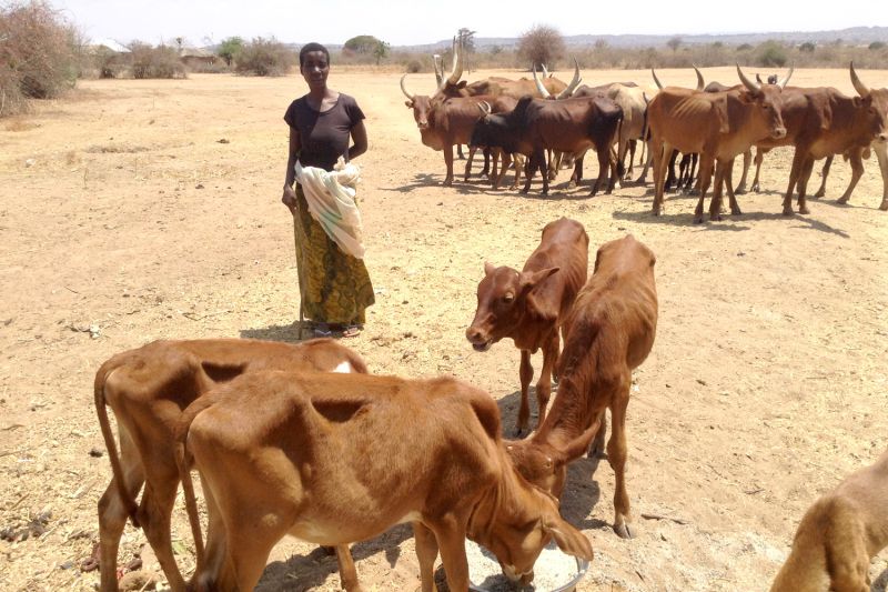 Eine Bäuerin in Tansania füttert ihre Rinder.