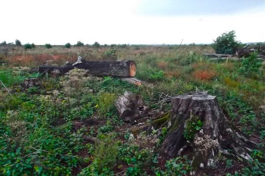 Abgeholzte Bäume, die vom Hambacher Forst übrigblieben.