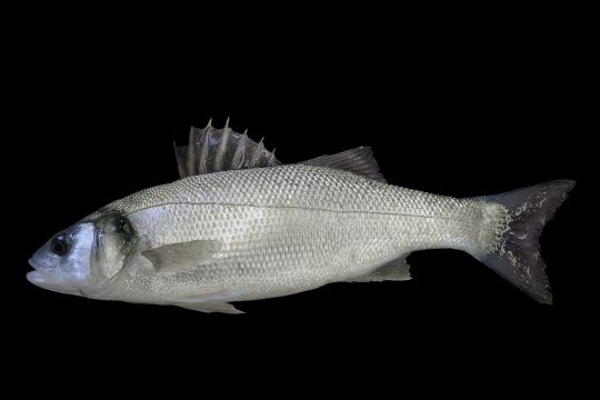 Ein Fisch im Meer.