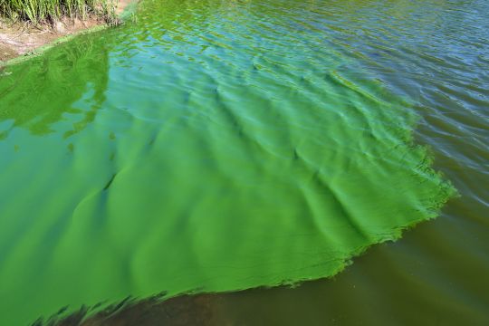 Ein grüner Algenteppich auf einem Badeweiher. 