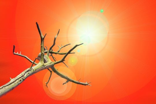 Ein abgestorbener Baum unter sengender Sonne
