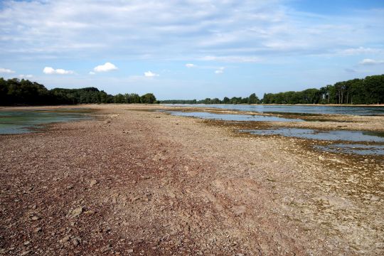 Folgen der Austrocknung des Oberrheins zwischen Nackenheim und Nierstein bei Mainz in Rheinhessen infolge der Hitzewelle in Europa im Sommer 2015