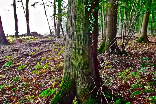 Baumstamm im Hambacher Wald mit der Aufschrift 