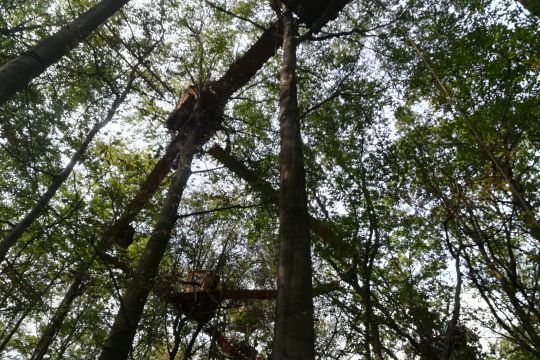 Baumhäuser im Hambacher Forst