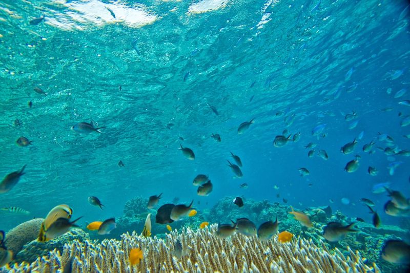 Tropische Fische über einem Korallenriff im lichtblauen Wasser.