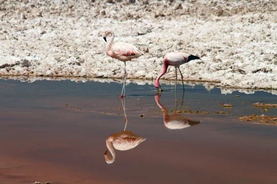 Zwei Flamingos am Atacama-Salzsee