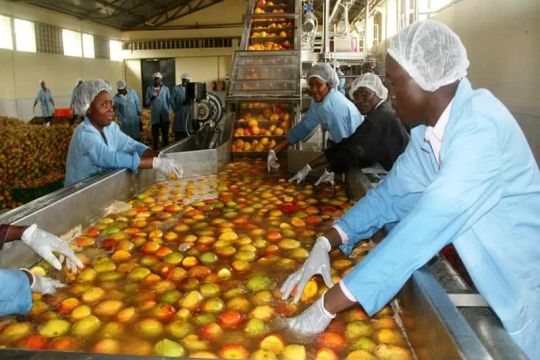 Arbeiter in einer Mangoverarbeitungsfabrik in Kenia
