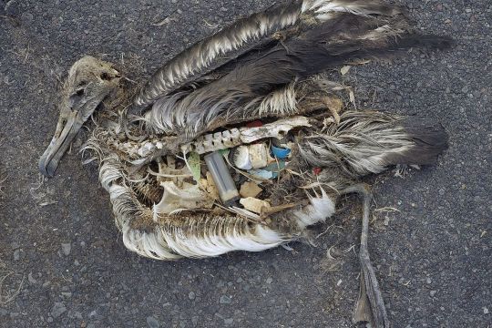 Toter und halb verwester Albatros von den Midway-Inseln mit vielen Platikteilen im Körper.