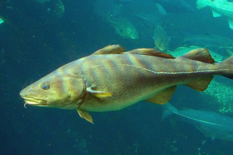 Kabeljau schwimmt im Wasser.