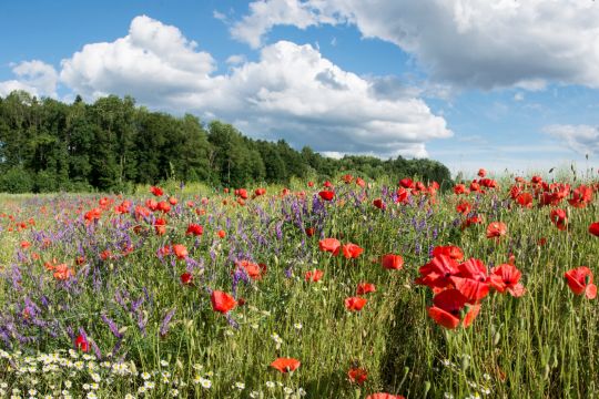 Ein Blühstreifen in der Landschaft