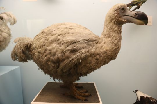 Dodo,_Natural_History_Museum,_London