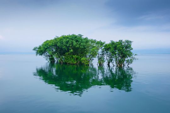 Einige Bäume inmitten von Wasser