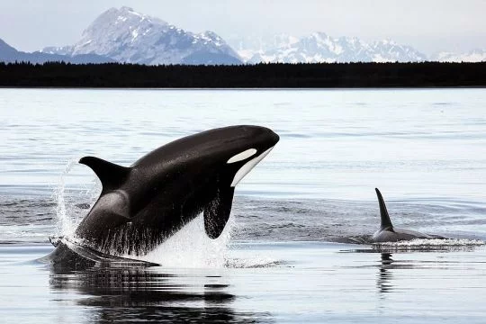 Ein sogenannter Killerwal springt aus dem Wasser, daneben ist die Rückenfinne eines zweiten zu sehen.