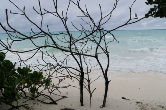 Abgestorbene Bäume an einem Strand der Malediven