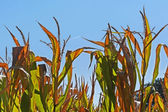 Vertrocknete Maispflanzen auf einem Feld