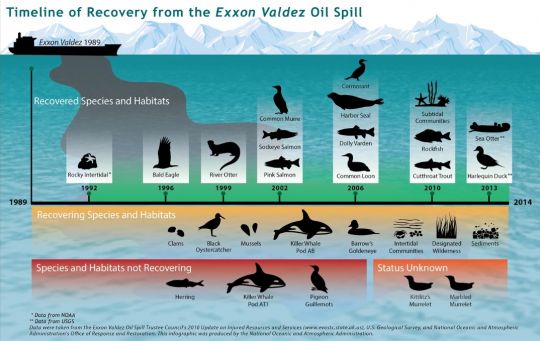 Grafik mit Arten und Lebensräumen, die nach der Exxon-Valdez-Katastrophe wiederhergestellt wurden.